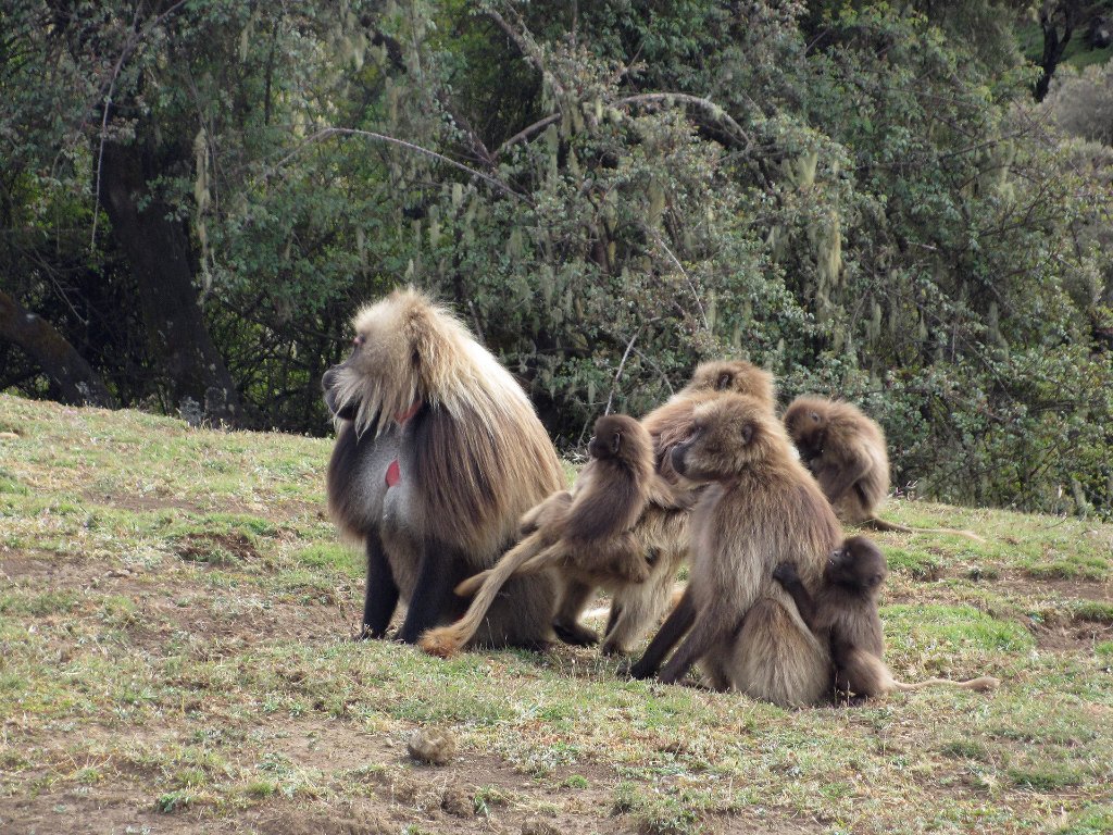 16-Gelada monkey family.jpg - Gelada monkey family